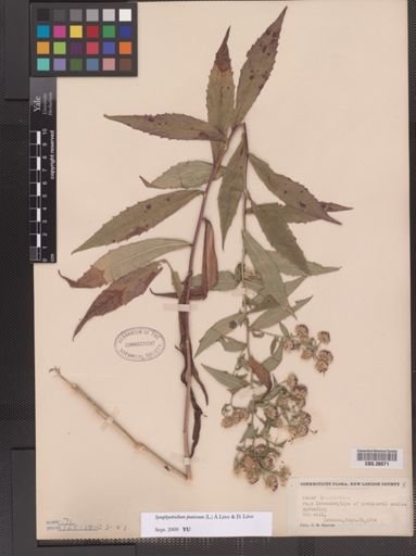 Symphyotrichum puniceum