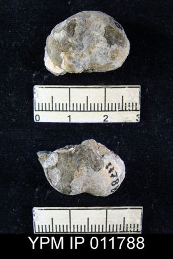 Marginifera sublaevis