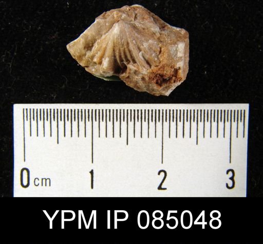Camarotoechia borealis