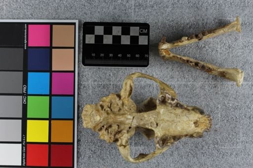 Dinictis squalidens