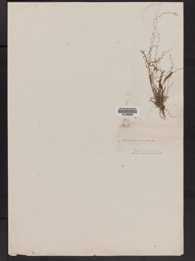 Stelis
