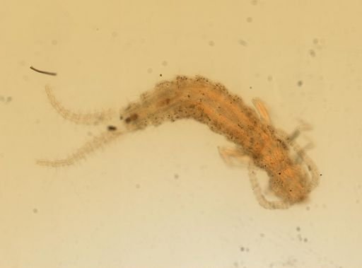 Campodea plusiochaeta