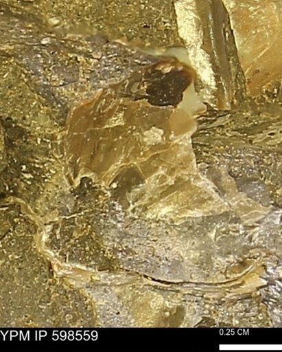 Inoceramus sp.