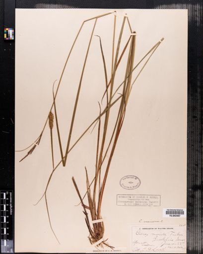 Carex vesicaria