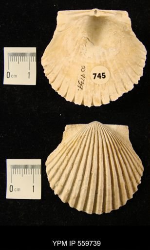 Argopecten irradians