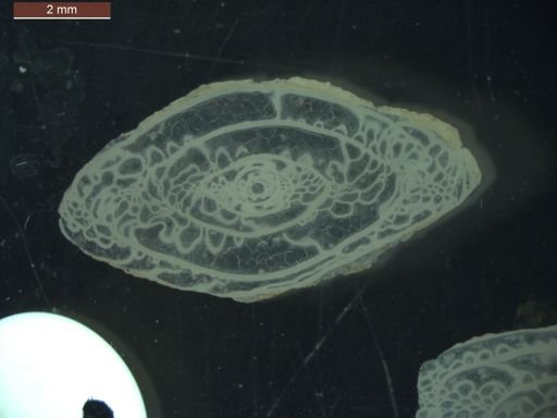 Pseudoschwagerina beedei
