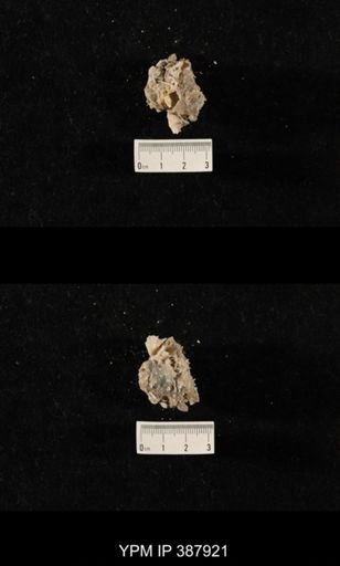 Hercosia sp.