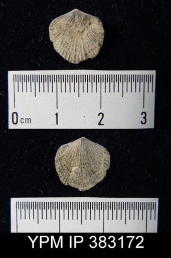 undet. Atrypida