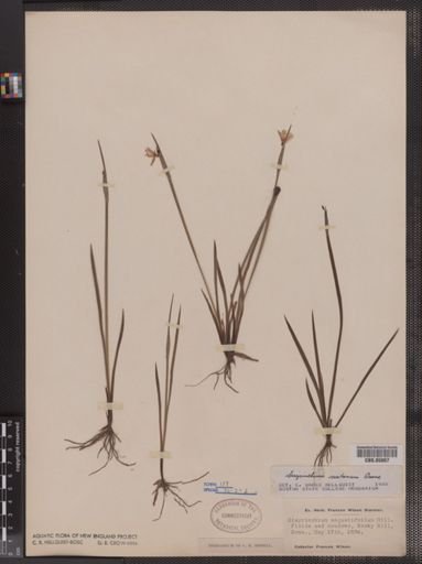 Sisyrinchium angustifolium