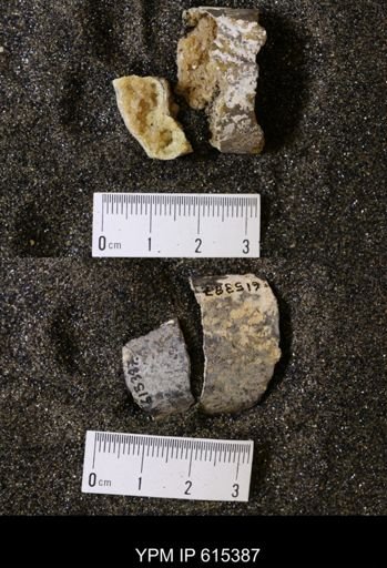 Baculites sp.