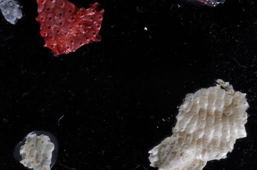 Bryozoa