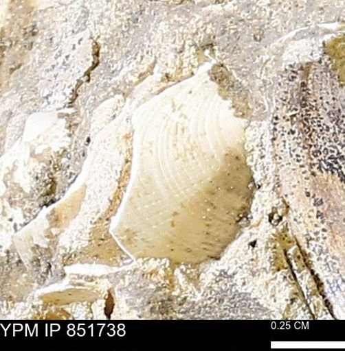 Limopsis striatopunctatus