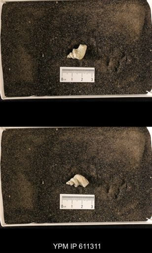 Lophospira oweni