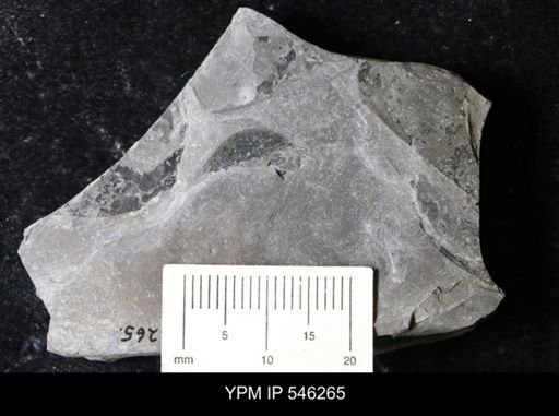undet. Eurypterida