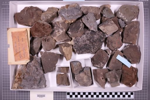 mixed taxa, stratigraphic collection