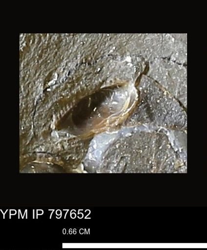 undet. Bivalvia