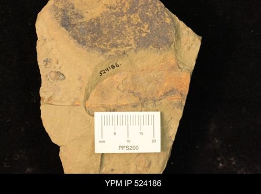 undet. Arthropoda