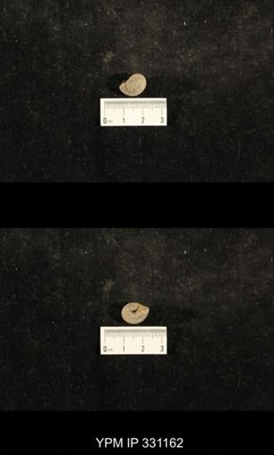 Trepospira sphaerulata