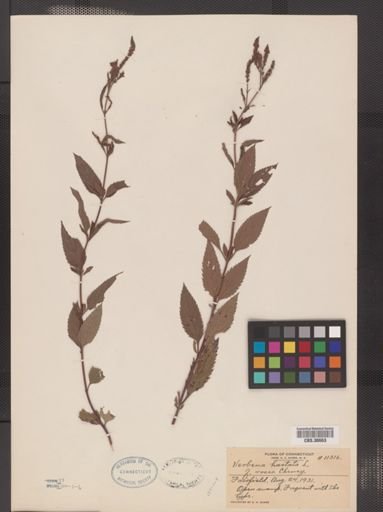 Verbena hastata