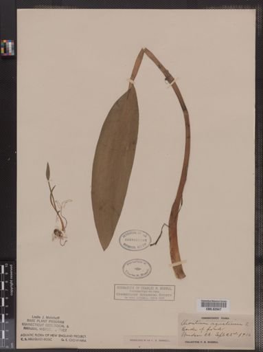 Orontium aquaticum