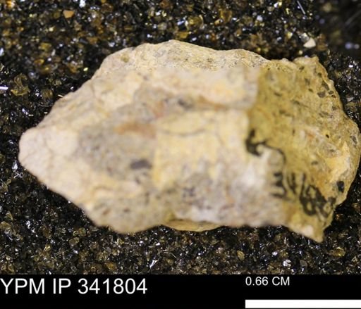 Scaphites?