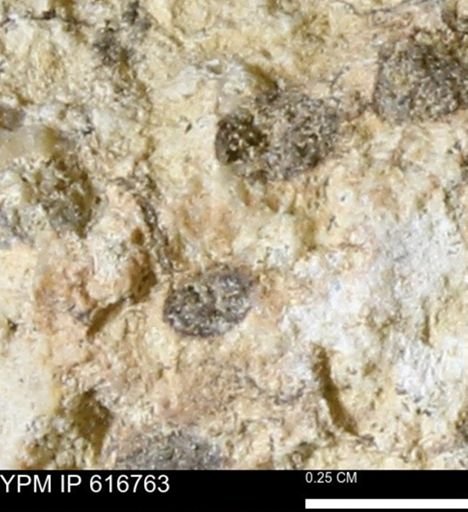Teredo sp.