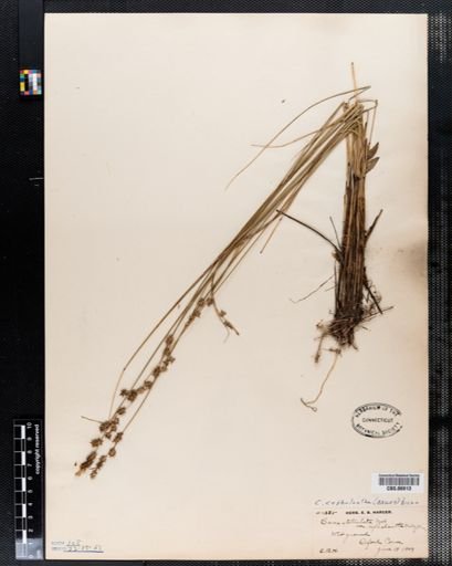 Carex stellulata