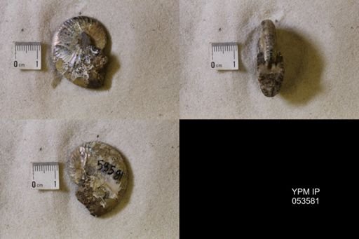 undet. Scaphitidae