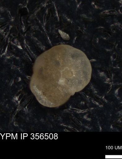 undet. Foraminiferida