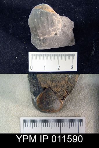 Avonia boulei