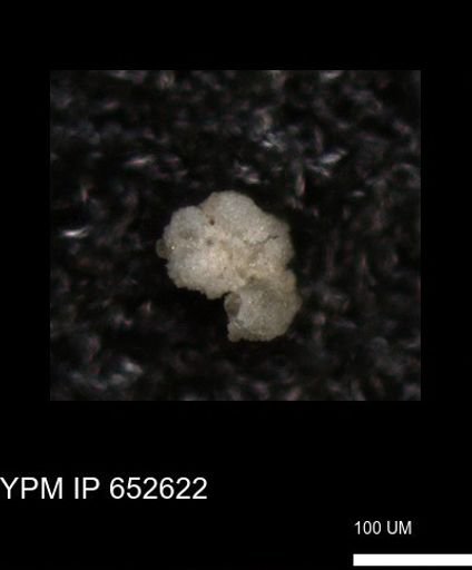 undet. Foraminiferida