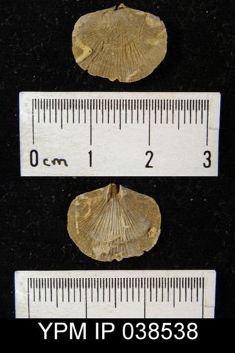 Dalmanella testudinaria