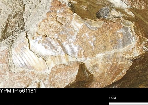 undet. Inoceramidae