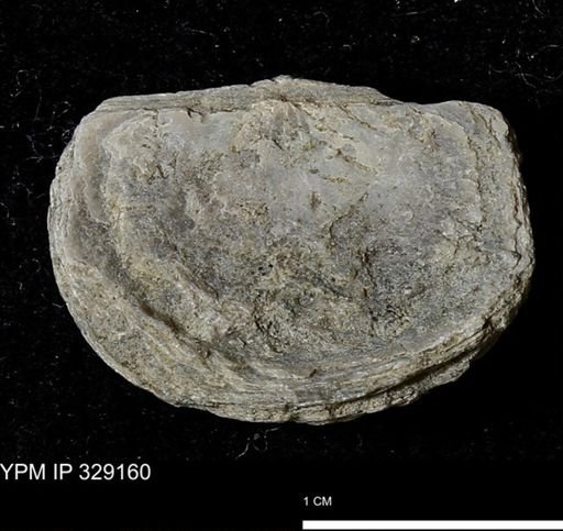 Pholidostrophia iowaensis