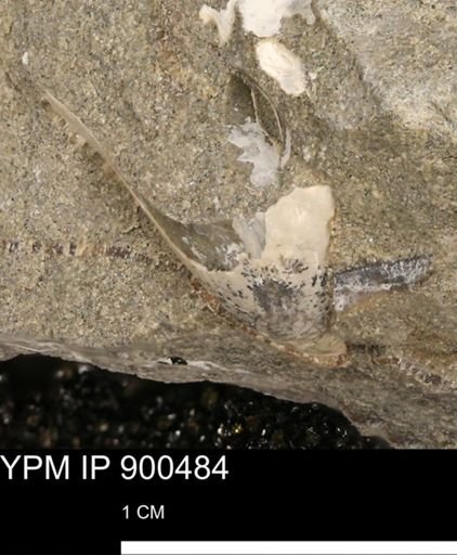 undet. Bivalvia