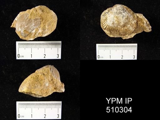 undet. Brachiopoda