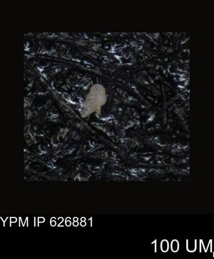 undet. Foraminiferida