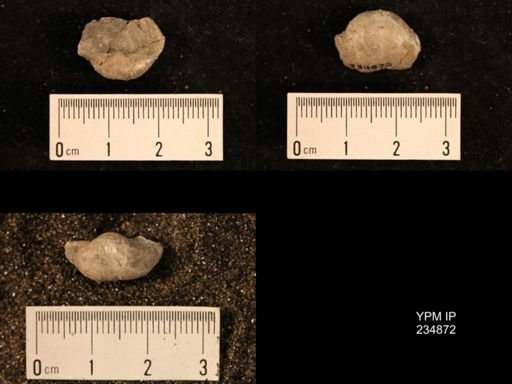 Marginifera fragilis