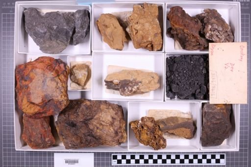mixed taxa, stratigraphic collection