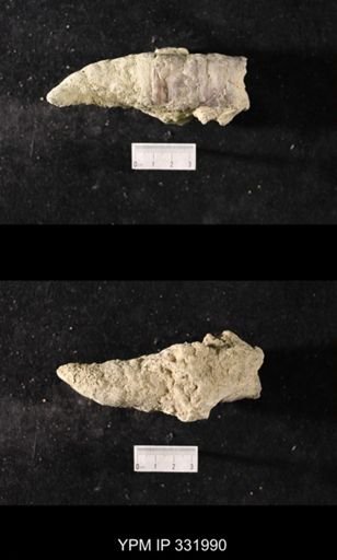 Streptelasma?