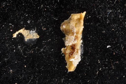 Celleporella cf. hyalina