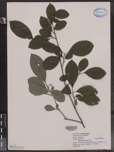 Lindera benzoin