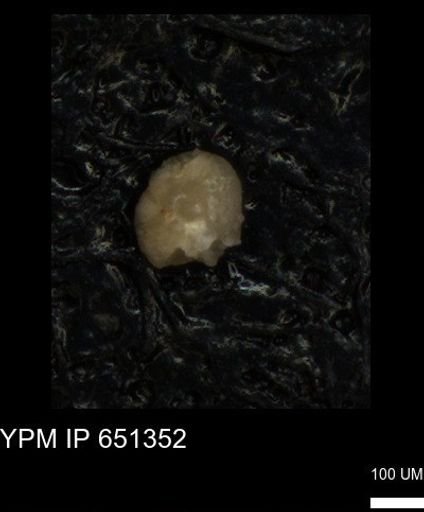 undet. Foraminiferida