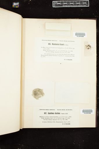 Mesotaenium braunii