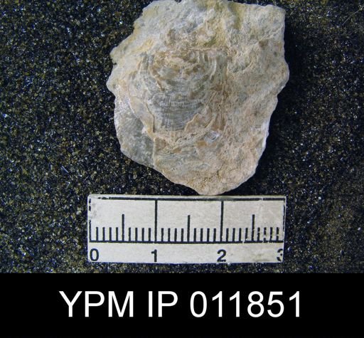Aulosteges wolfcampensis