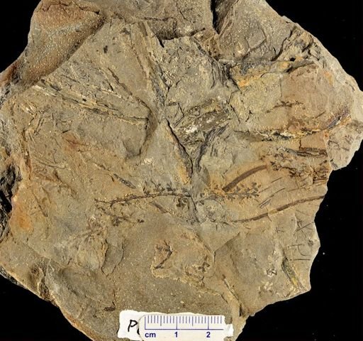 Sphenopteris sp.