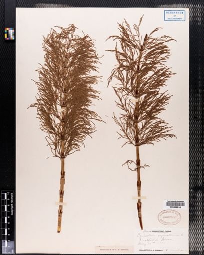 Equisetum sylvaticum