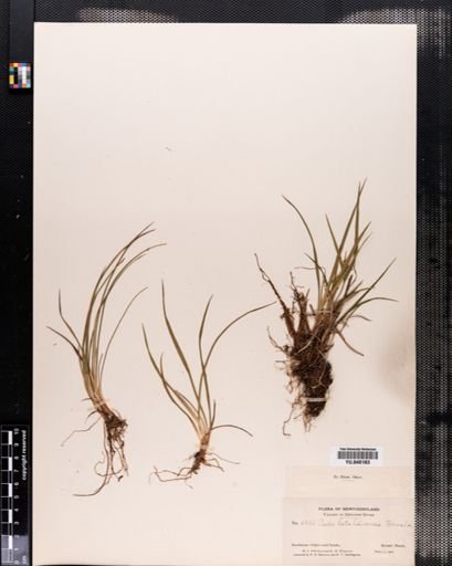 Carex