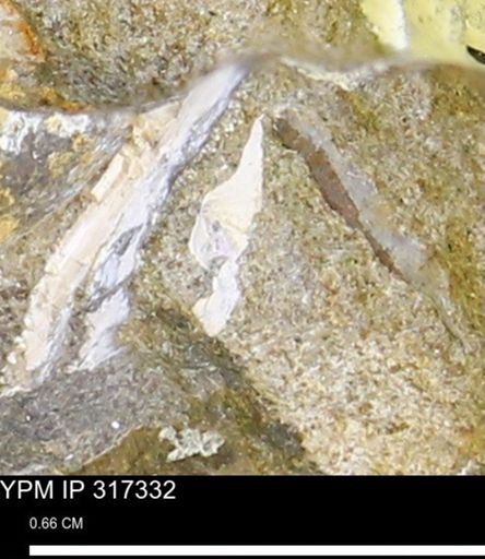 undet. Mollusca