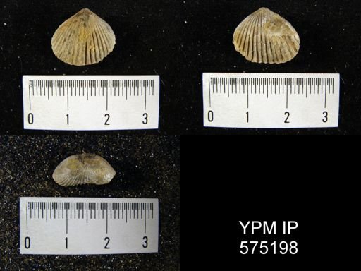 Uncinulus stricklandi